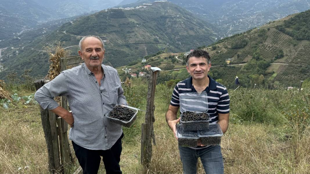 Fındığın yerine dikti! 5 katı kazanç sağladı. Bu yıl 250 kilogram hasat bekliyor 7